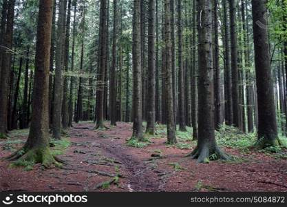 Pine tree forest in Switzerland