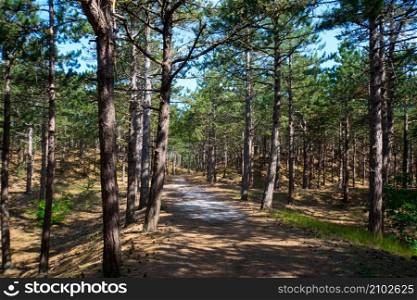 pine tree forest in the North of Holland