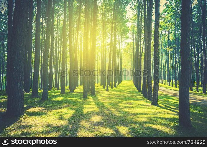pine tree forest landscape