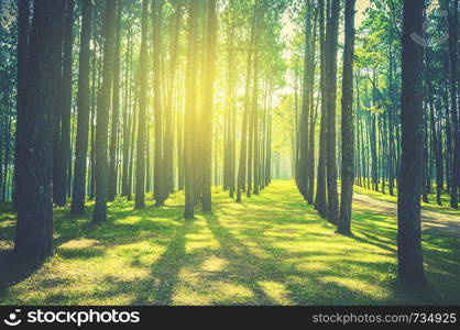 pine tree forest landscape