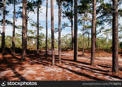 Pine tree forest nature trail under afternoon sun at Phu Kradueng National park, Loei - Thailand