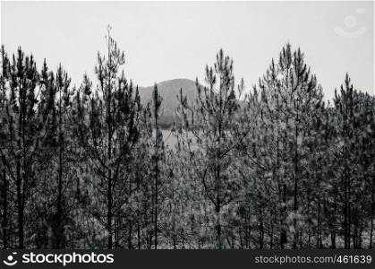 Pine tree forest near Truc Lam Da Lat Zen Monastery and Tuyen Lam lake - Vietnam in spring season - black and white image