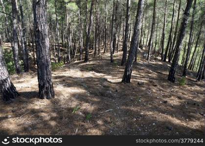 Pine tree forest on the slope of mount in Turkey