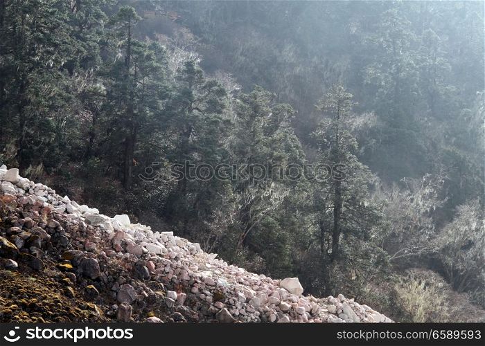 Pine tree forest on the slope of mount near Bimtang, Nepal