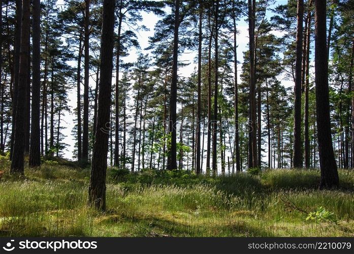 Pine tree forest with shiny green grass at summertime