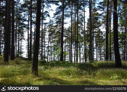 Pine tree forest with shiny green grass at summertime