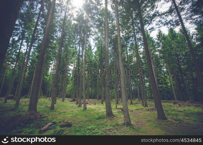 Pine tree forest with sunlight and tall trees