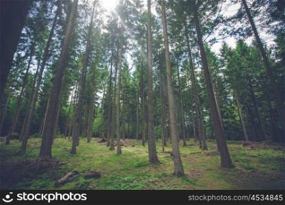 Pine tree forest with sunlight and tall trees