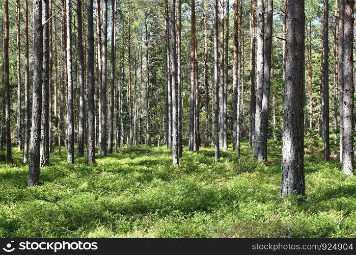 Pine tree forest with the ground covered with blueberry bushes at the island Oland in Sweden