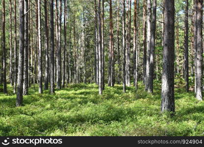 Pine tree forest with the ground covered with blueberry bushes at the island Oland in Sweden