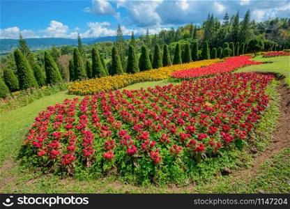 pine tree garden / flower and garden on hill with pine trees for christmas - landscape plateau on mountain background / Kasad Tee Sung Phurua Loei agriculture on mountain thailand