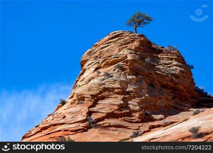 Pine Tree Growing on a Rocky Outcrop