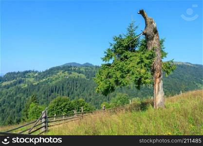 Pine tree grows in the Carpathian Mountains in Verkhovyna