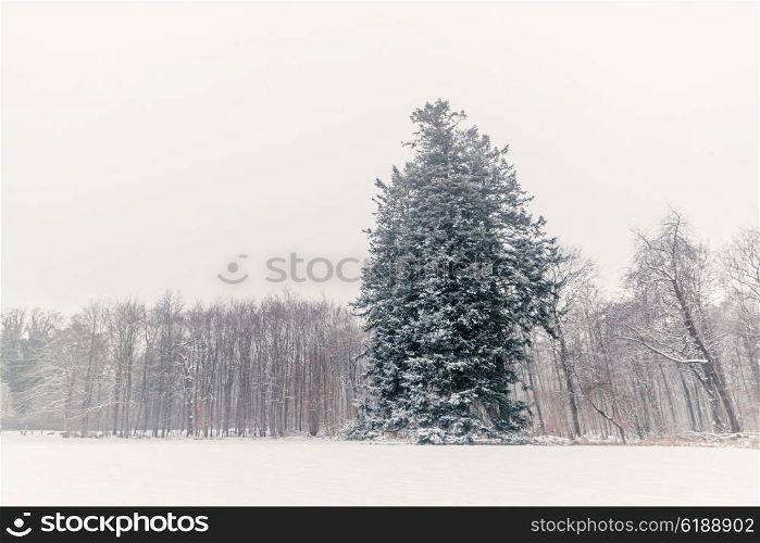 Pine tree in a winter scenery with snow