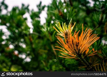 Pine tree in beautiful colors at autumn time
