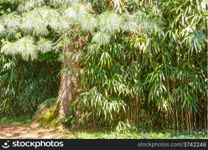 Pine tree in grove of bamboo tree