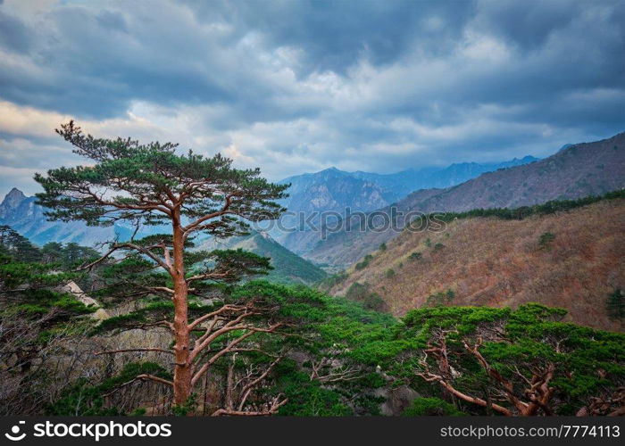 Pine tree in Seoraksan National Park in stormy weather, South Korea. Tree in Seoraksan National Park, South Korea