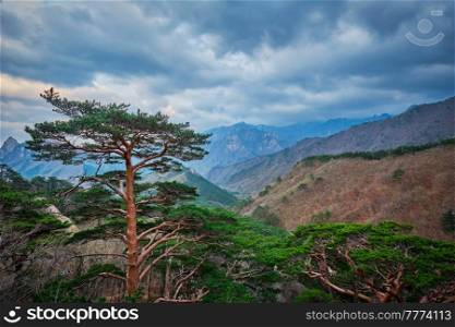 Pine tree in Seoraksan National Park in stormy weather, South Korea. Tree in Seoraksan National Park, South Korea