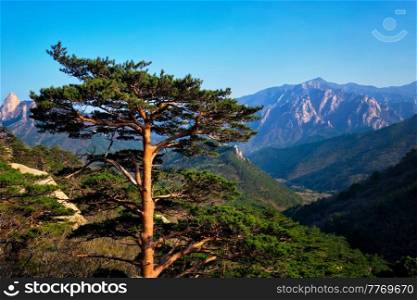 Pine tree in Seoraksan National Park, South Korea. Tree in Seoraksan National Park, South Korea