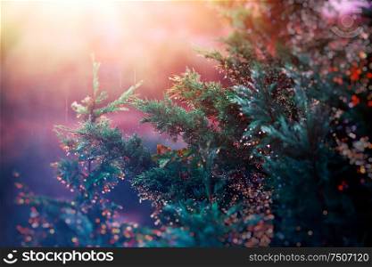 Pine tree in sunset light under colorful rain drops, beautiful magical background of amazing nature, beauty of autumn season