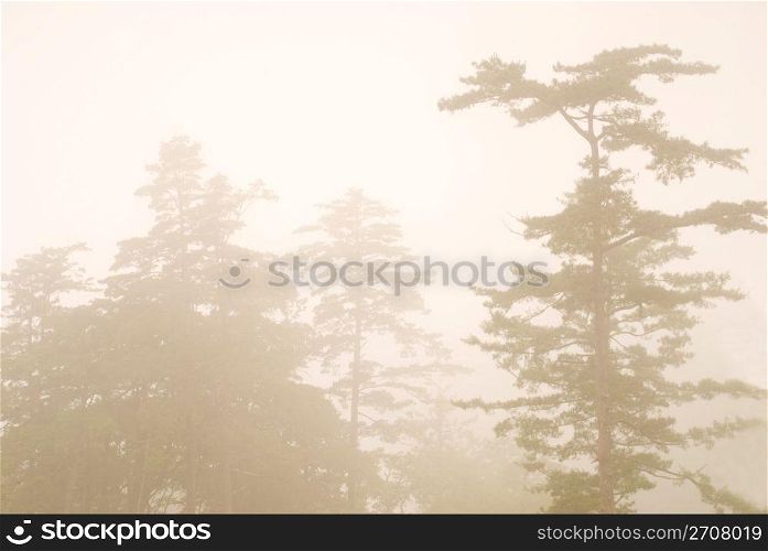 pine tree in the forest with fog, natural woodland.