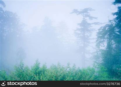 pine tree in the forest with fog, natural woodland.