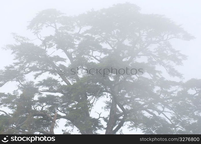 pine tree in the forest with fog, natural woodland.