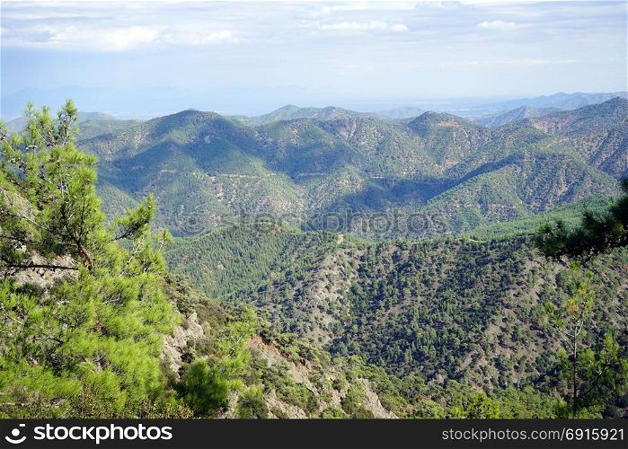 Pine tree in Troodos mountain area of Cyprus