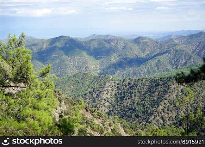 Pine tree in Troodos mountain area of Cyprus