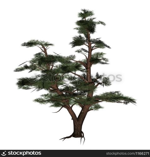 Pine tree isolated in white background - 3D render. Pine tree - 3D render