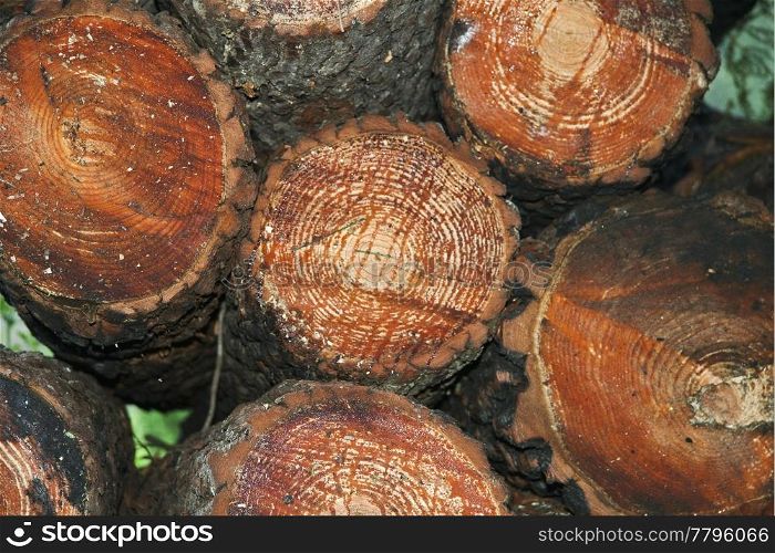 Pine tree logs freshly cut