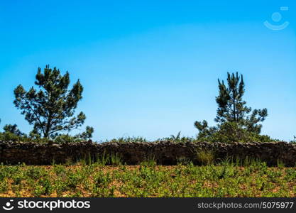 pine tree on green field against blue sky