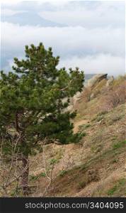 Pine tree on rocky mountain (Demerdzhi Mount, Crimea, Ukraine)
