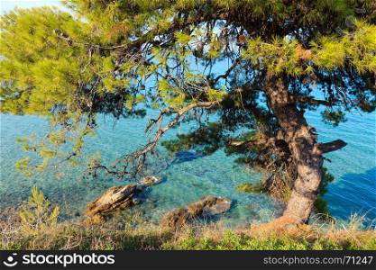 Pine tree on rocky shore and Aegean sea coast (Sithonia, Halkidiki, Greece).