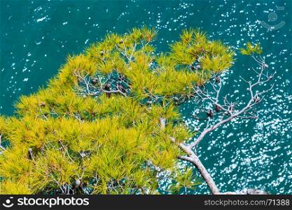 Pine tree on sea water background (Gargano peninsula in Puglia, Italy).