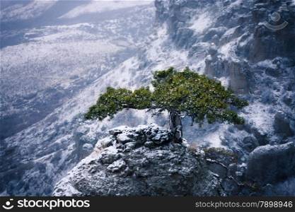 Pine-tree on snowy rocky hills of Crimea mountains