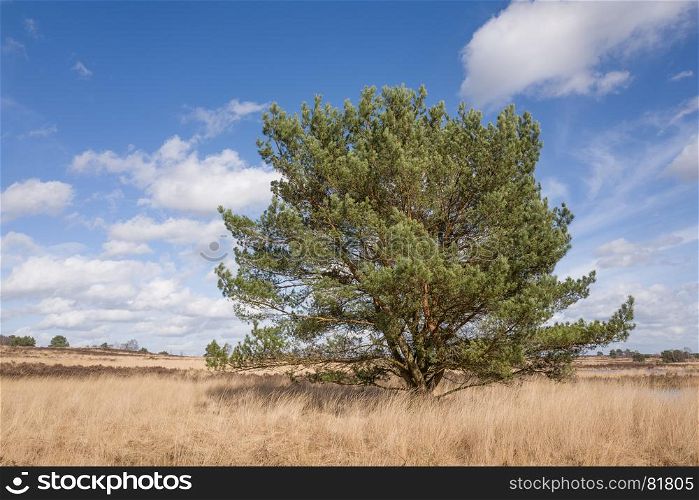 Pine tree on the heath.