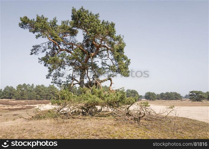 Pine tree on the National Park Hoge Veluwe, Netherlands.