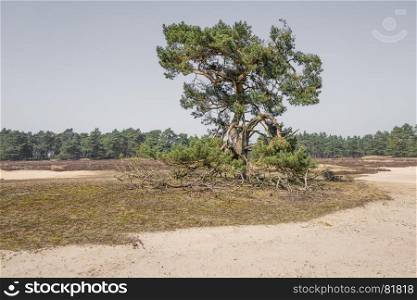 Pine tree on the National Park Hoge Veluwe, Netherlands.