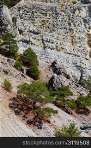 Pine tree on the rock in Crimea, Ukraine
