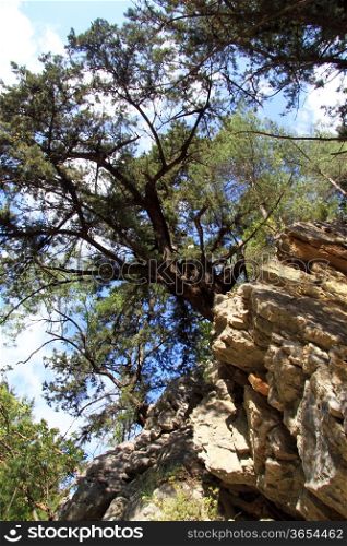 Pine tree on the rock in Goynuk canyon, Turkey