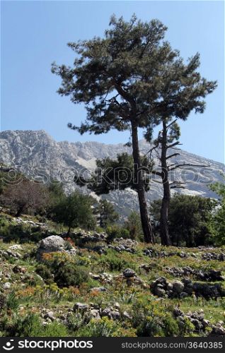 Pine tree on the slope in Turkey