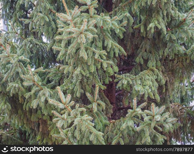 Pine tree. Pine tree coniferous plant in the genus of Pinus useful as background