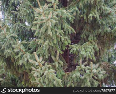 Pine tree. Pine tree coniferous plant in the genus of Pinus useful as background