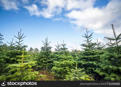 Pine tree plantation with small trees in green color under a blue sky
