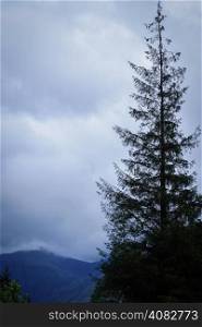 Pine tree profile