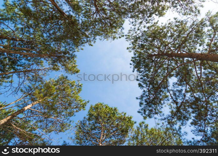 Pine tree summer in forest. under view pine tree in forest.