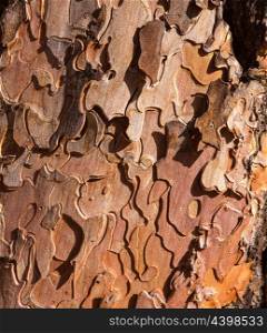 Pine tree trunk bark detail in Grand Canyon Arizona USA