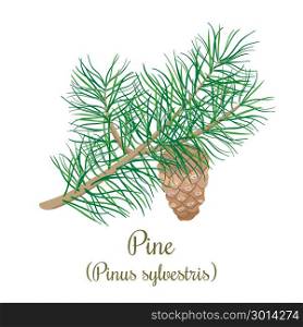 Pine tree twig with a cone. Green Branch of Pinus sylvestris. Pine tree twig with a cone. Green Branch of Pinus sylvestris. Vector illustration for label, poster, spa, design, cosmetics, natural health care products. Can be used as logo, price tag, label.