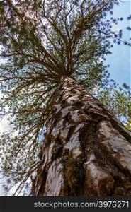 Pine tree viewed from a low angle of view in the Troodos mountains forest in Cyprus